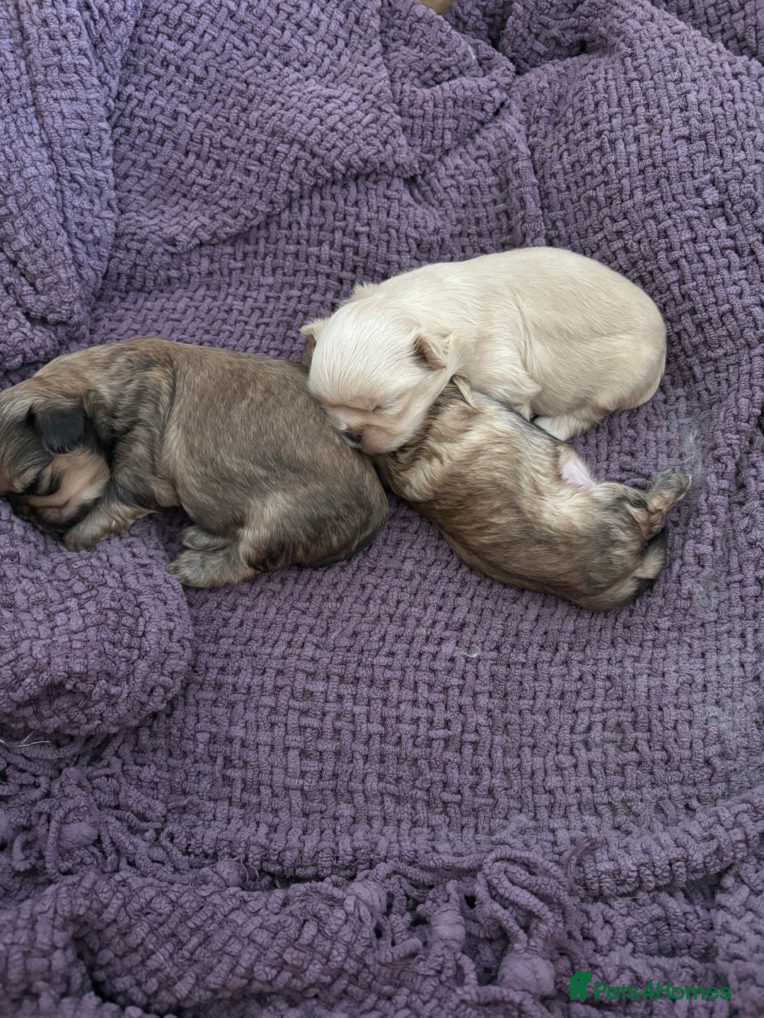 Shih Tzu dogs for sale: Imperial Shihtzu  - Image 2