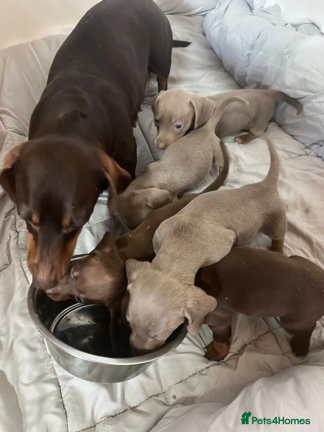 Dachshund dogs for sale: MINIATURE DACHSHUND PUPPIES  - Advert 2