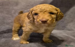 Cockapoo dogs for sale: READY NOW !! ONLY 3 COCKERPOO PUPPIES LEFT !!! in Alfreton - Image 15