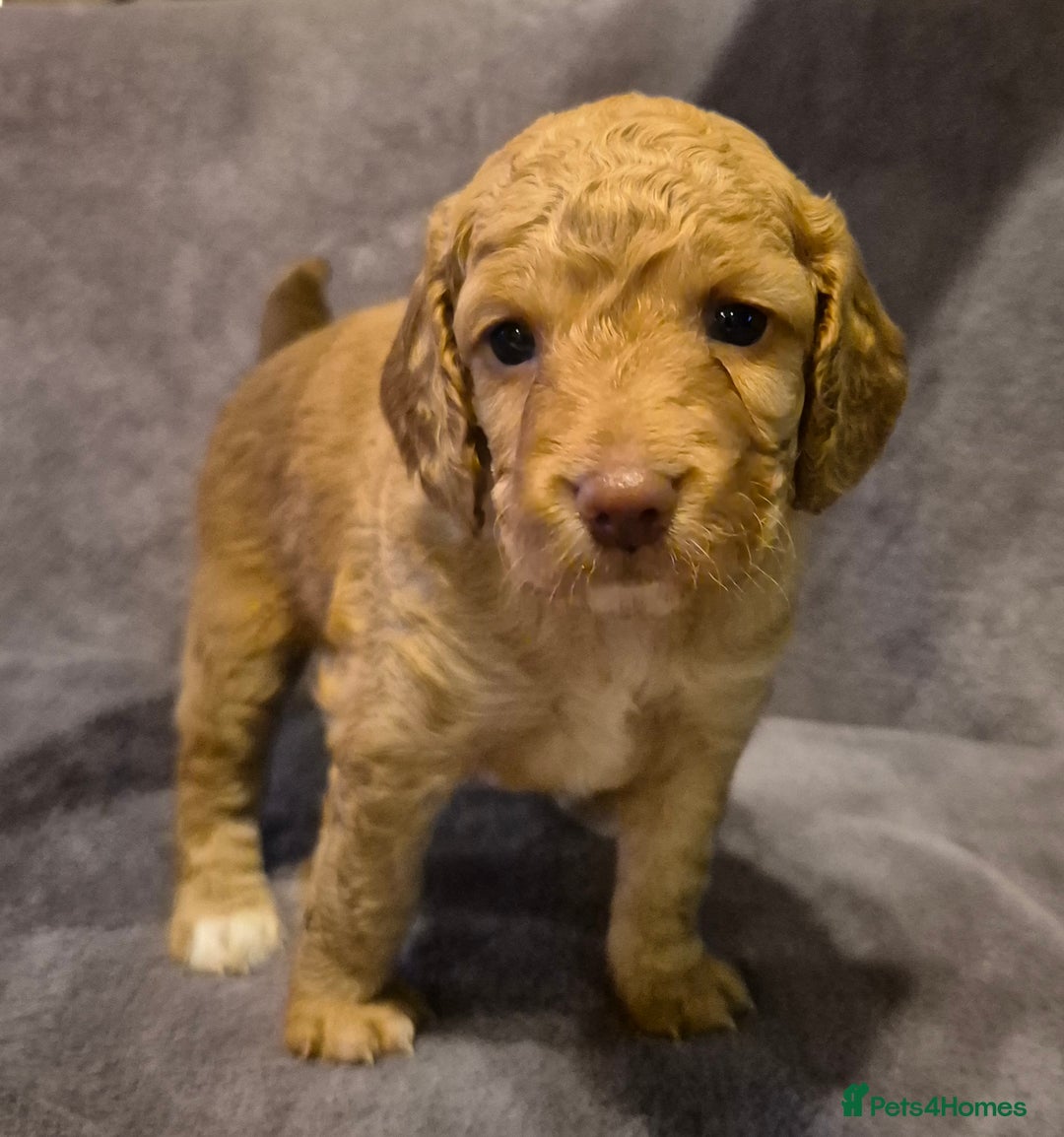 Cockapoo dogs for sale: READY NOW !! ONLY 3 COCKERPOO PUPPIES LEFT !!! in Alfreton - Image 15