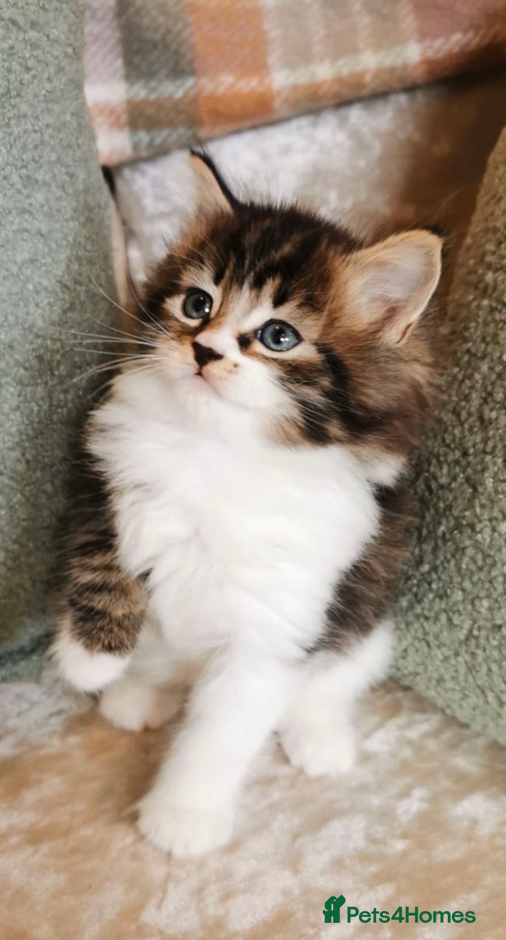 Maine Coon cats 2 LEFT 🐾 Beautiful Maine Coon Kittens 🐾 - Advert 6