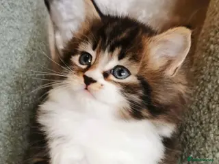 Maine Coon cats 2 LEFT 🐾 Beautiful Maine Coon Kittens 🐾 - Advert 6