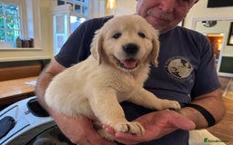 Golden Retriever dogs for sale: KC REG CHAMPIONSHIP BLOOD LINE BEAUTIFUL CREAM  - Image 2