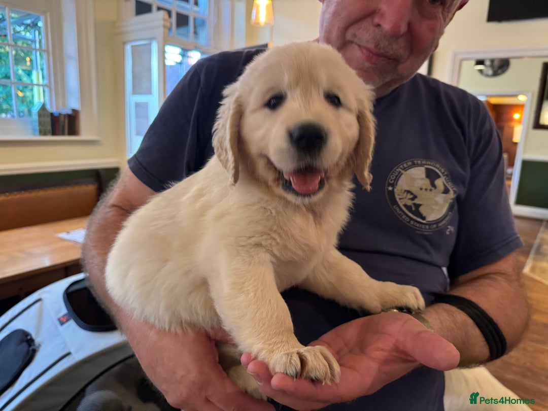 Golden Retriever dogs for sale: KC REG CHAMPIONSHIP BLOOD LINE BEAUTIFUL CREAM  - Image 2
