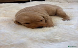 Labrador Retriever dogs for sale: KC REGISTERED DNA TESTED LABRADOR PUPPIES - Image 15