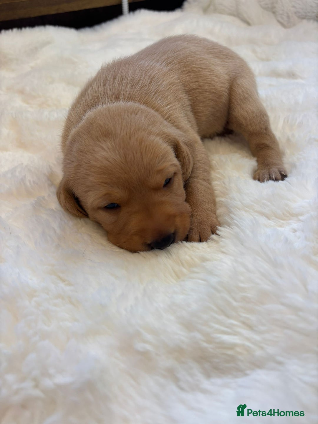 Labrador Retriever dogs for sale: KC REGISTERED DNA TESTED LABRADOR PUPPIES - Image 15