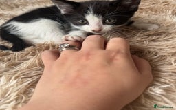 Domestic Shorthair cats for sale: Male kitten - last in the litter  - Image 6