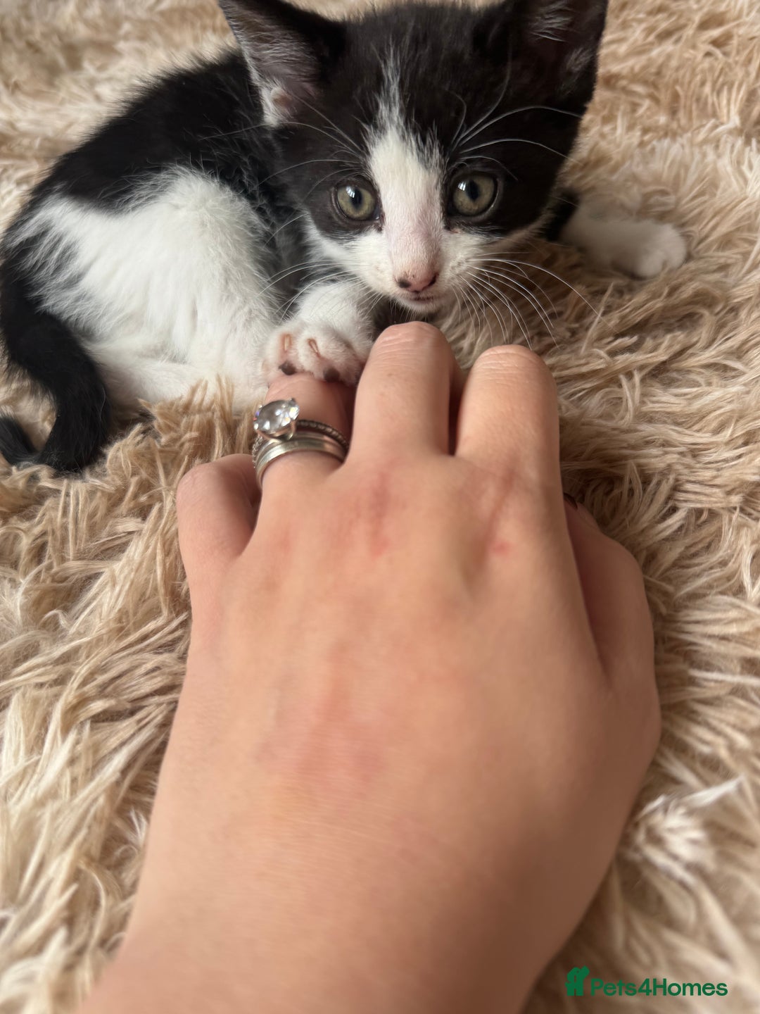 Domestic Shorthair cats for sale: Male kitten - last in the litter  - Image 6