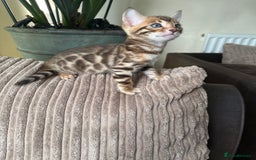 Bengal cats for sale: TICA Bengal kittens for sale . 🐱 - Image 12