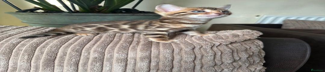Bengal Kitten 1
