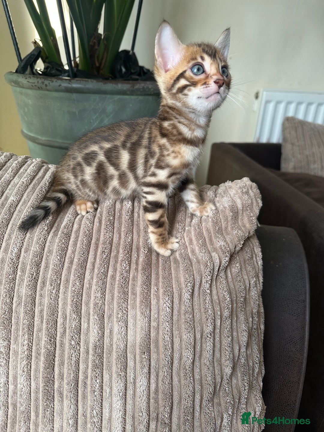 Bengal cats for sale: TICA Bengal kittens for sale . 🐱 - Image 12