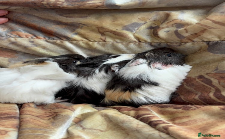 Guinea Pig rodents - Advert 8
