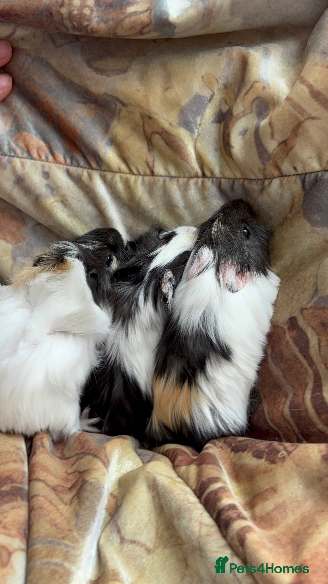 Guinea Pig rodents for sale: LONG HAIRED GUINEA PIGS 2 Boys 1 Girl - Image 1