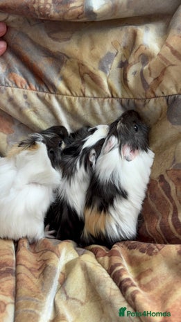 Guinea Pig rodents - Advert 15