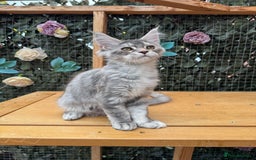 Maine Coon cats for sale: Russian bloodline Maine Coon Kittens 20+Gen! 🏆 - Image 11