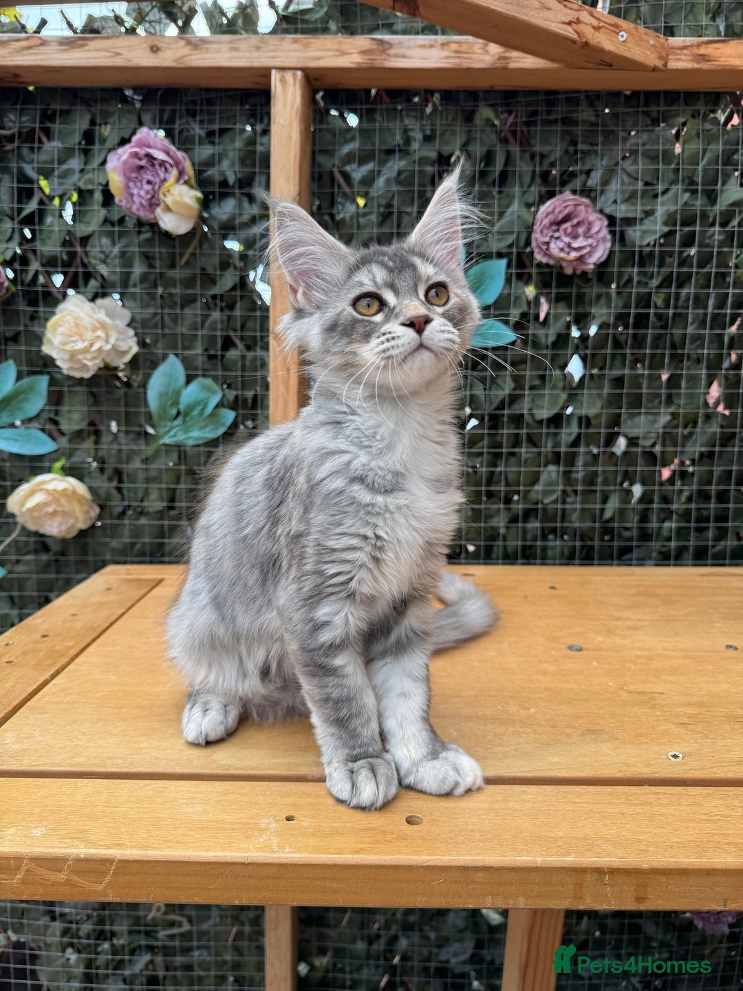 Maine Coon cats for sale: Russian bloodline Maine Coon Kittens 20+Gen! 🏆 - Image 11