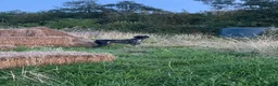 German Shorthaired Pointer dogs for stud: Proven Beautiful Imported GSP in Ashbourne - Advert 8