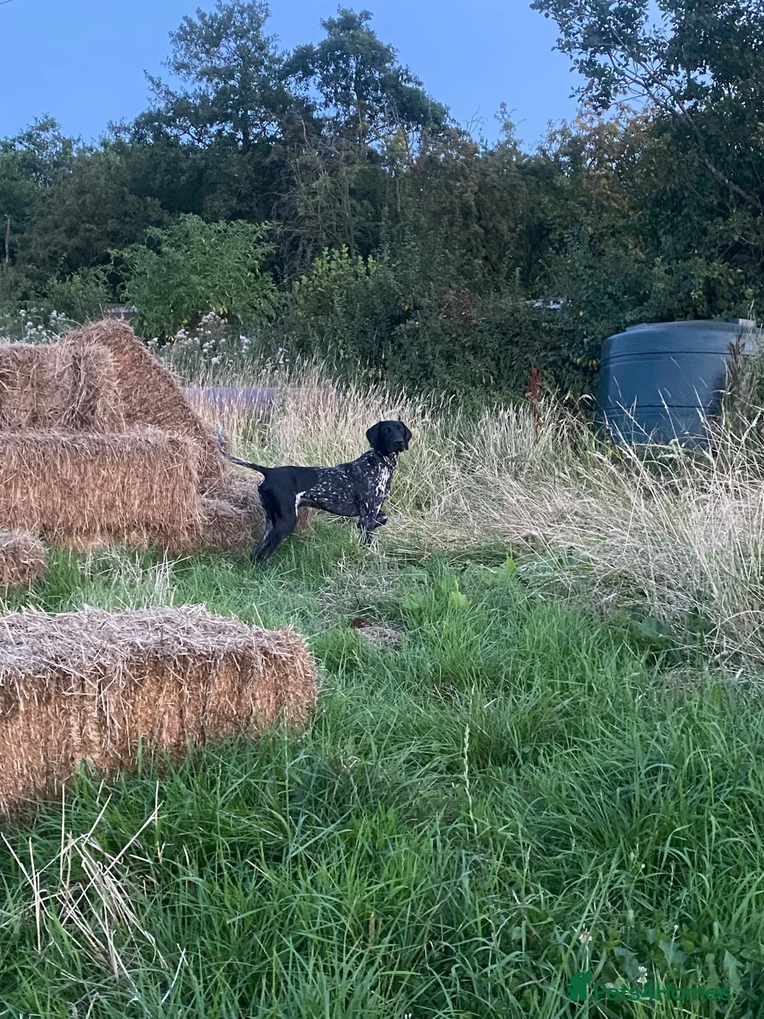 German Shorthaired Pointer dogs for stud: Proven Beautiful Imported GSP in Ashbourne - Advert 8
