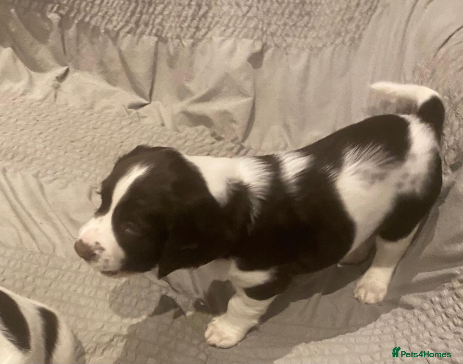 English Springer Spaniel dogs Gorgeous Family-Raised Springer Spaniel Puppies - Advert 2