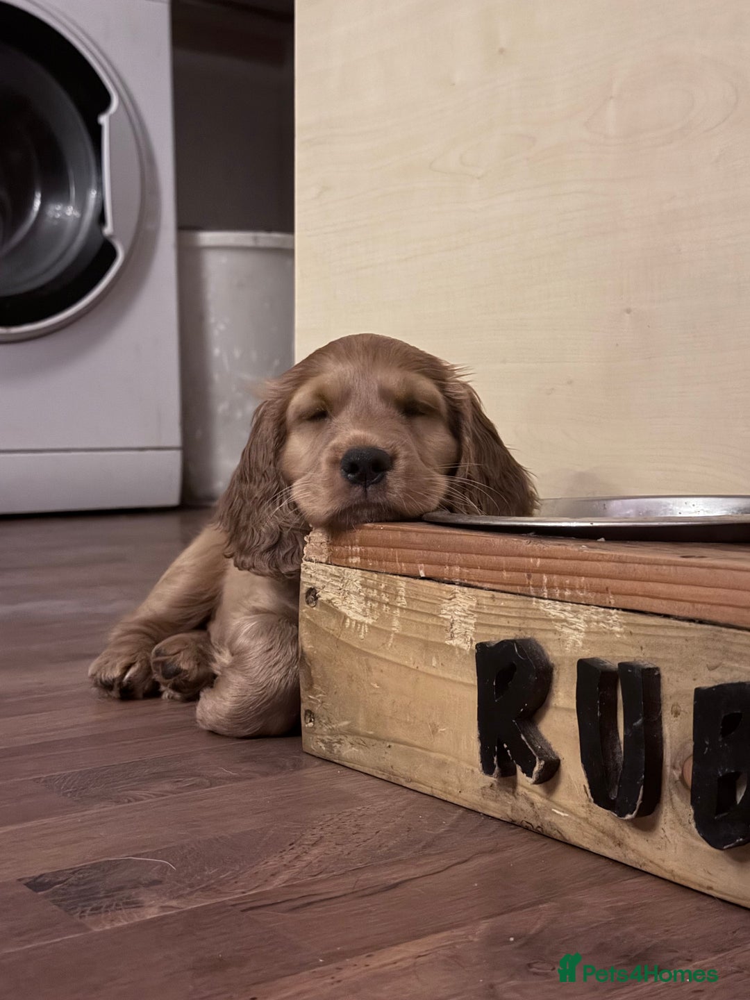 Cocker Spaniel dogs for sale: Two beautiful cocker spaniel pups ready now  - Advert 3