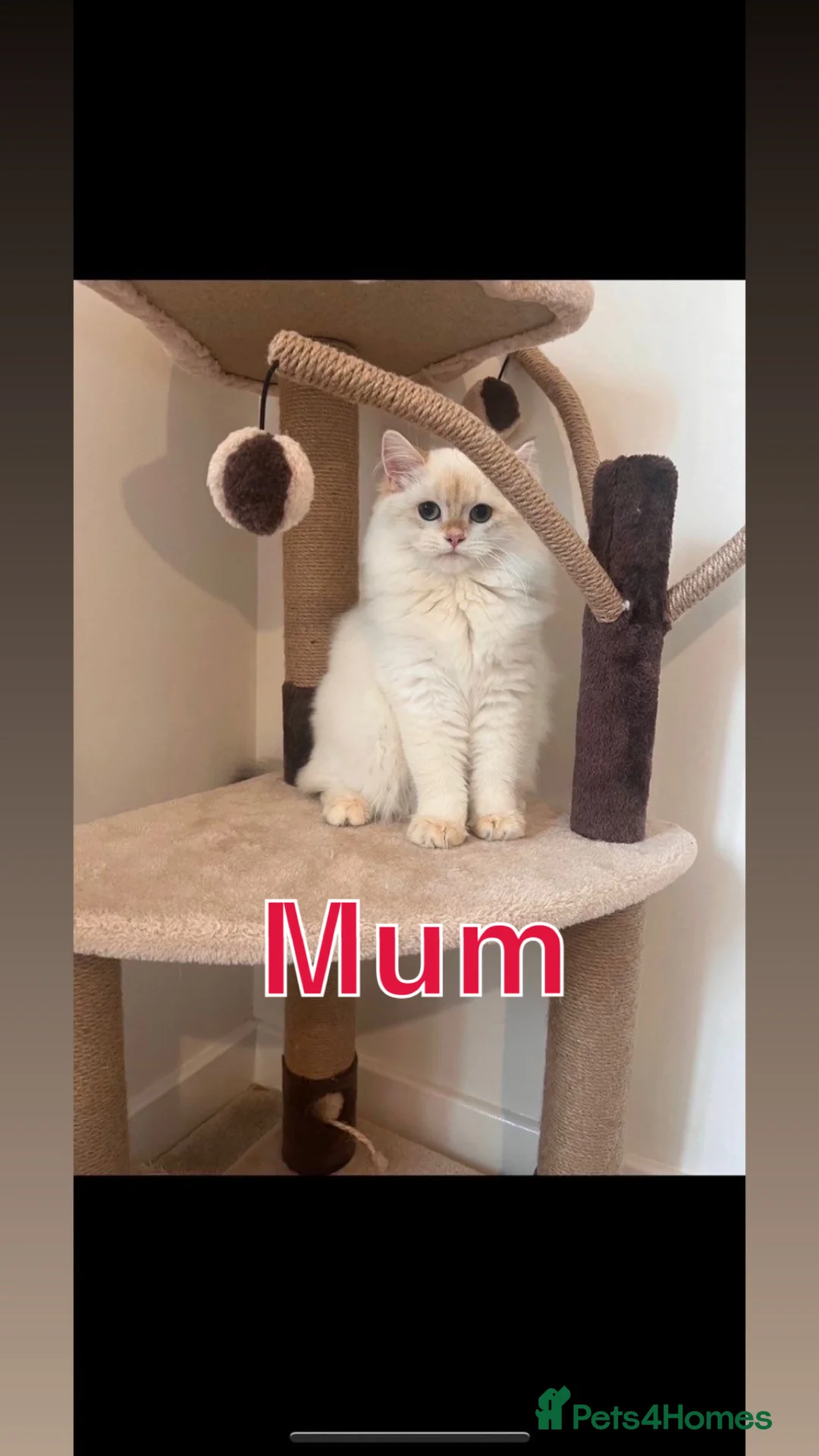 British Longhair cats for sale: British Semi Haired Kittens - Advert 6