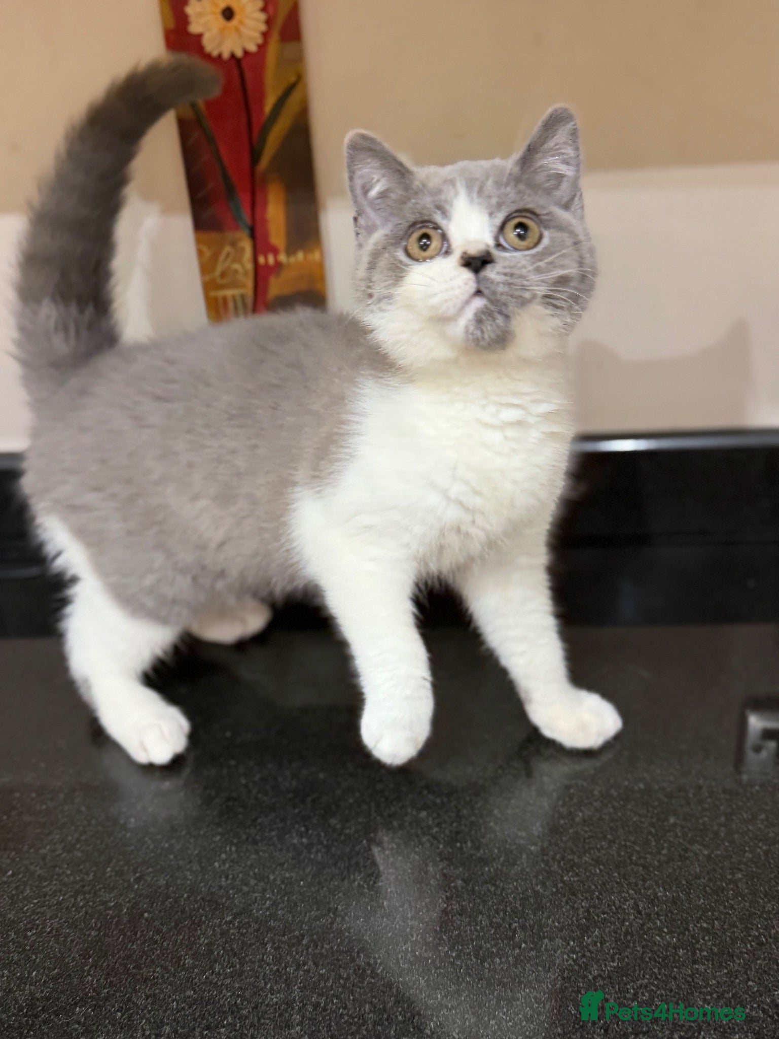 British Shorthair cats READY NOW - REGISTERED FULL PEDIGREE BSH KITTENS - Advert 2