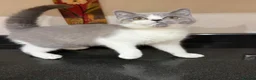 British Shorthair cats for sale: READY NOW - REGISTERED FULL PEDIGREE BSH KITTENS - Advert 5