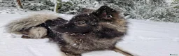Eurasier dogs for sale: Euraiser Kennel Club registered Puppies for sale - Advert 2