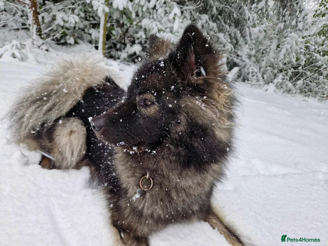 Eurasier dogs for sale: Euraiser Kennel Club registered Puppies for sale - Advert 2