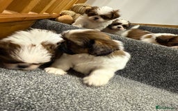 Shih Tzu dogs for sale: Summer Shihtzu Puppies - Image 24