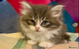 Siberian cats for sale: x5 Adorable Pure Siberian Kittens to re-home😻 - Image 11