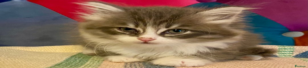 Siberian Kitten 4