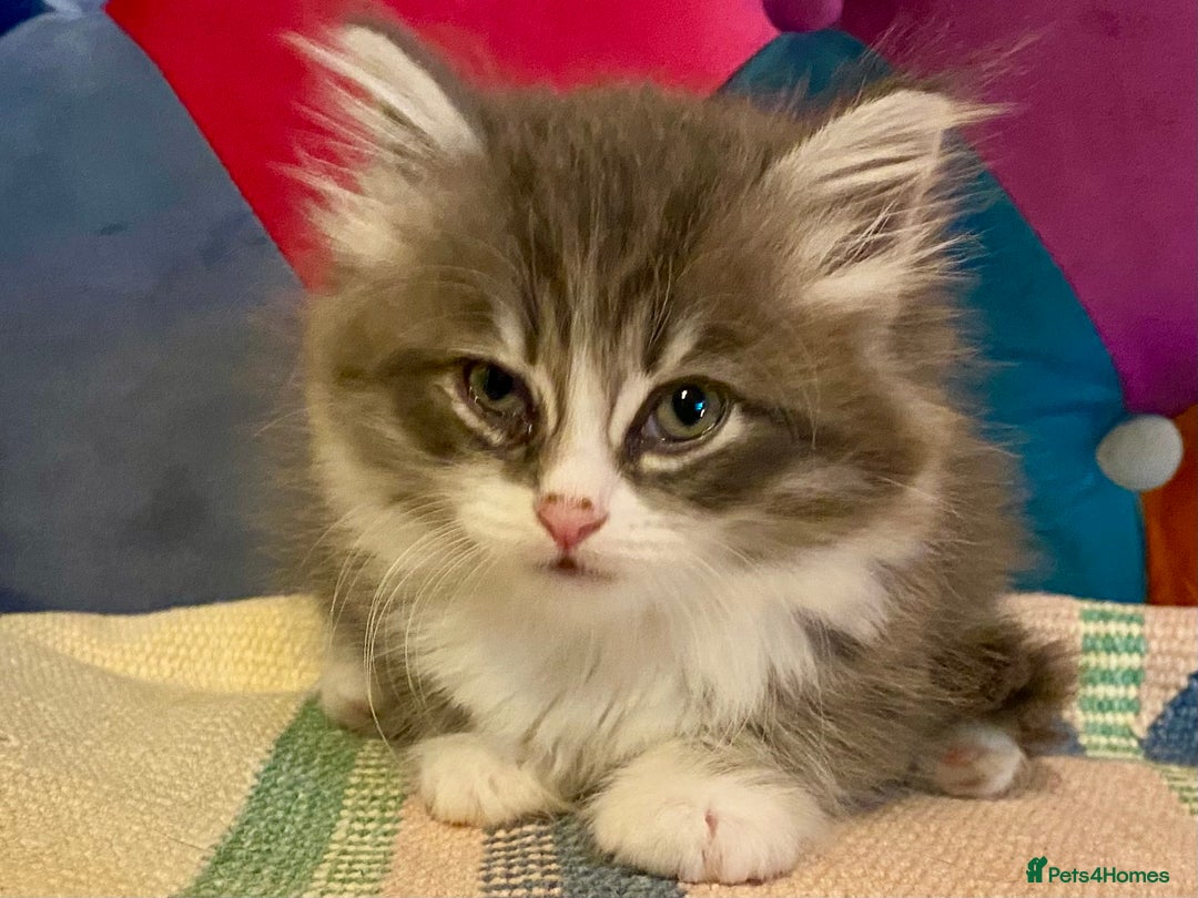 Siberian cats for sale: x5 Adorable Pure Siberian Kittens to re-home😻 - Image 11