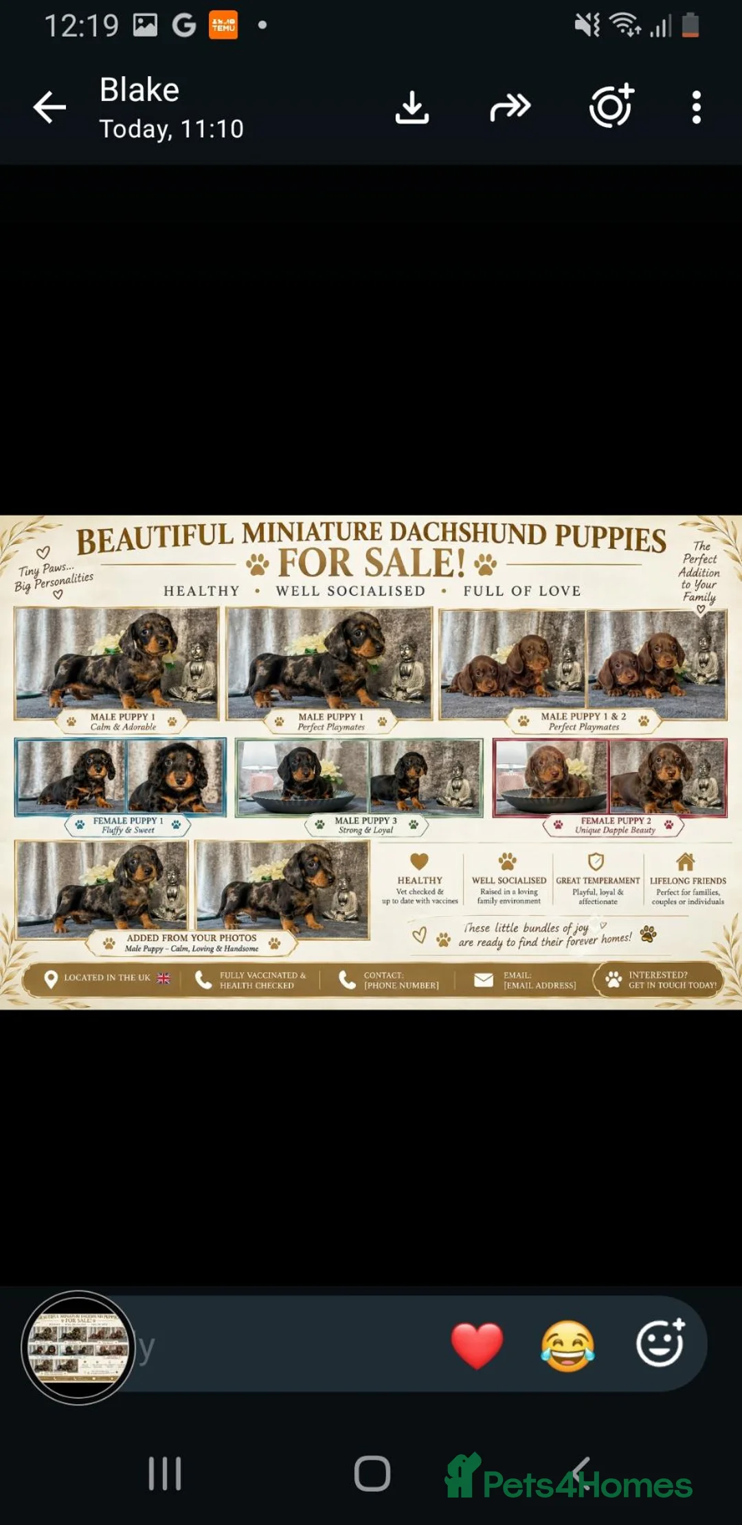 Dachshund dogs for sale: Last choc and tan mini  - Advert 4