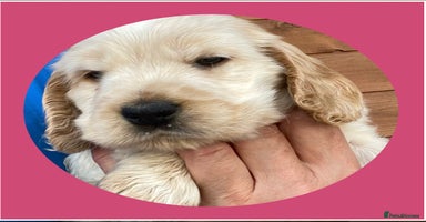 Cocker Spaniel dogs - Advert 11