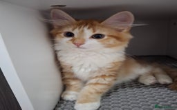 Maine Coon cats for sale: Beautiful Part Maine Coon Female Kitten - Image 2