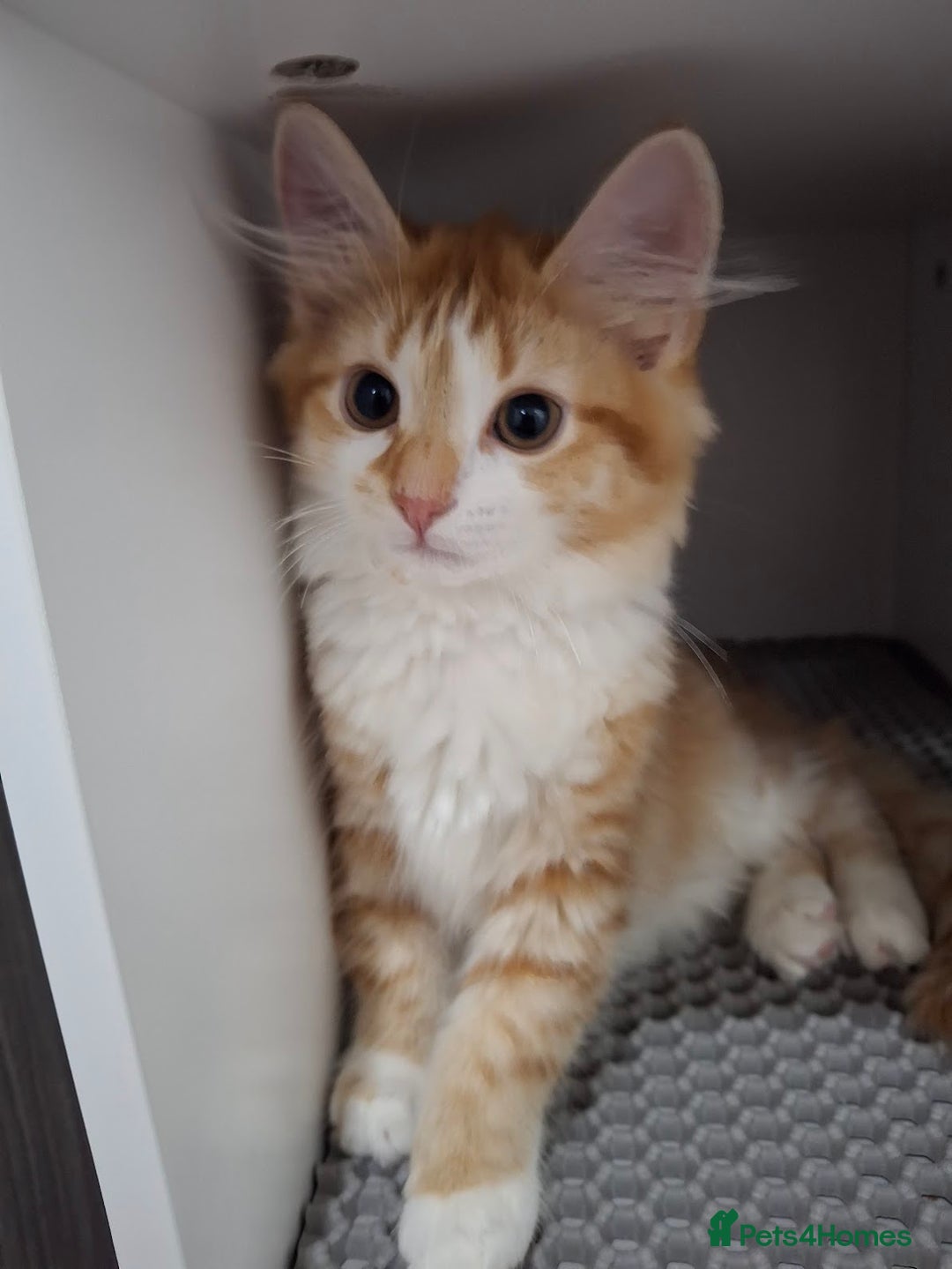 Maine Coon cats for sale: Beautiful Part Maine Coon Female Kitten - Image 2
