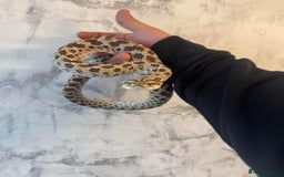 Lizard reptiles for sale: Adult Western hognose  in Leicester - Image 2