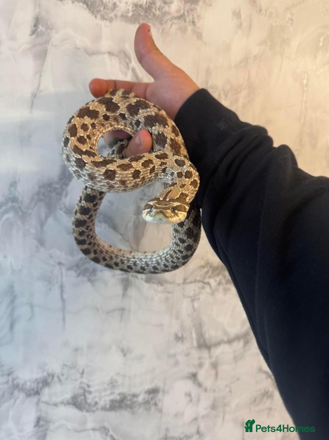 Lizard reptiles for sale: Adult Western hognose  in Leicester - Image 2