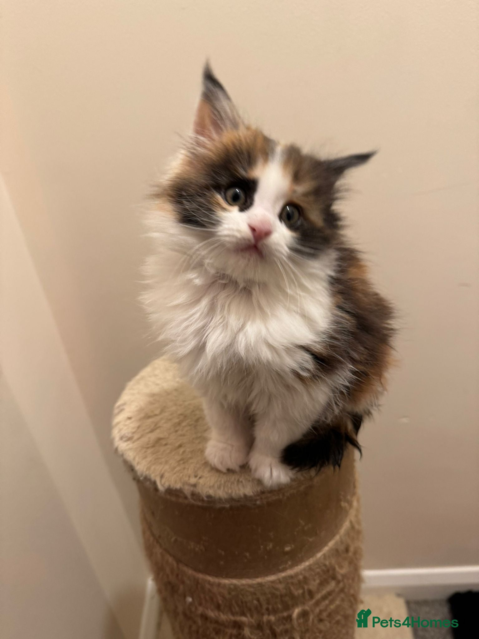 Maine Coon cats Adorable Maine coon kittens - Advert 2