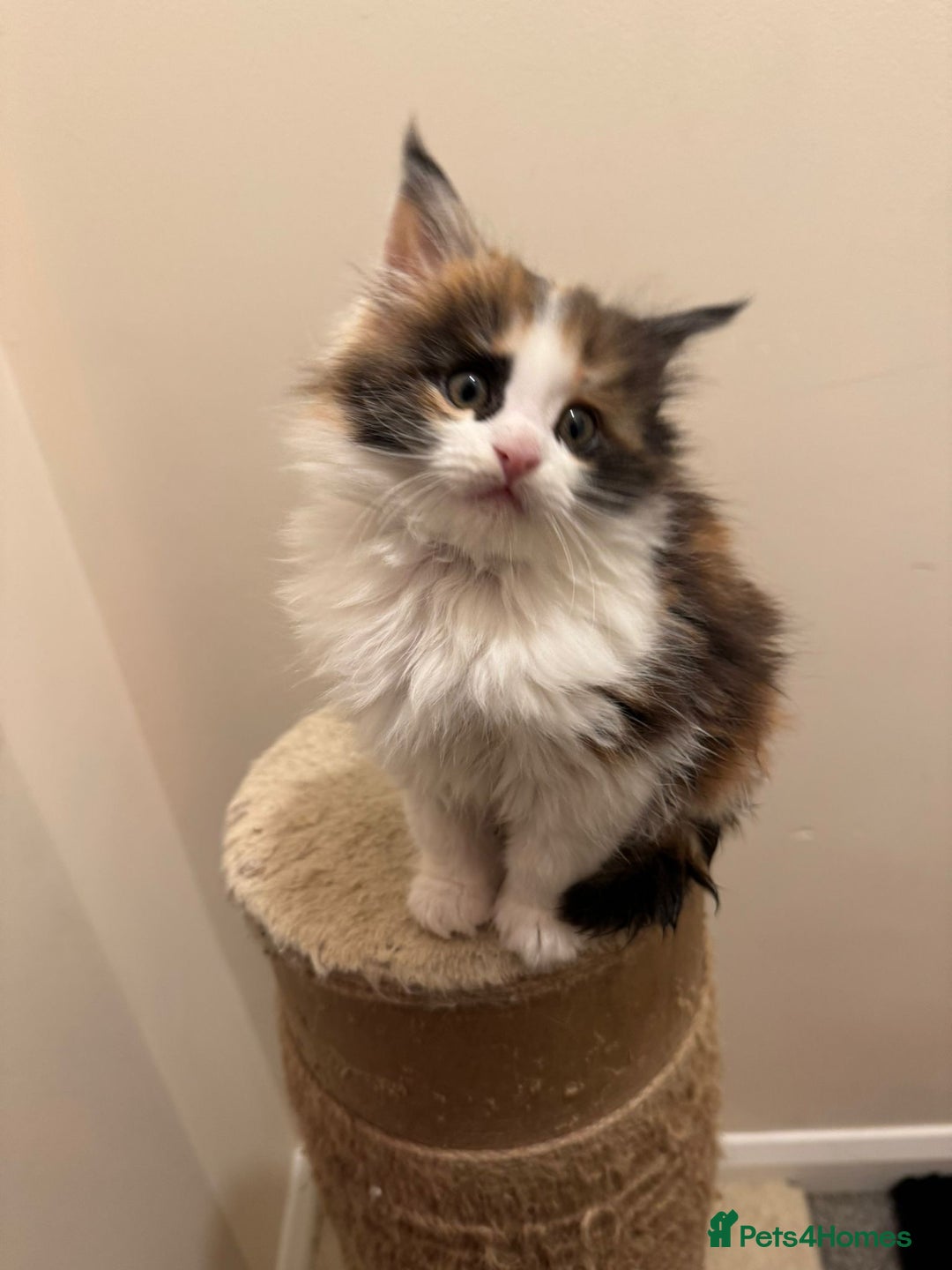 Maine Coon cats for sale: Adorable Maine coon kittens - Advert 1