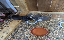 Netherland Dwarf rabbits for sale: Netherlands Dwarf - Image 3