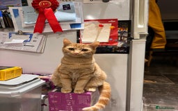 Mixed Breed cats for sale: Cute playful kittens  - Image 11