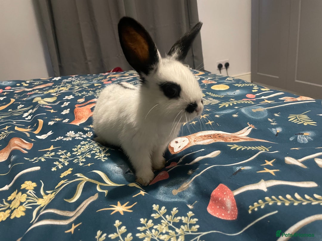 English Spot rabbits for sale: 2 Female English Spot x Lop Rabbits  - Image 4