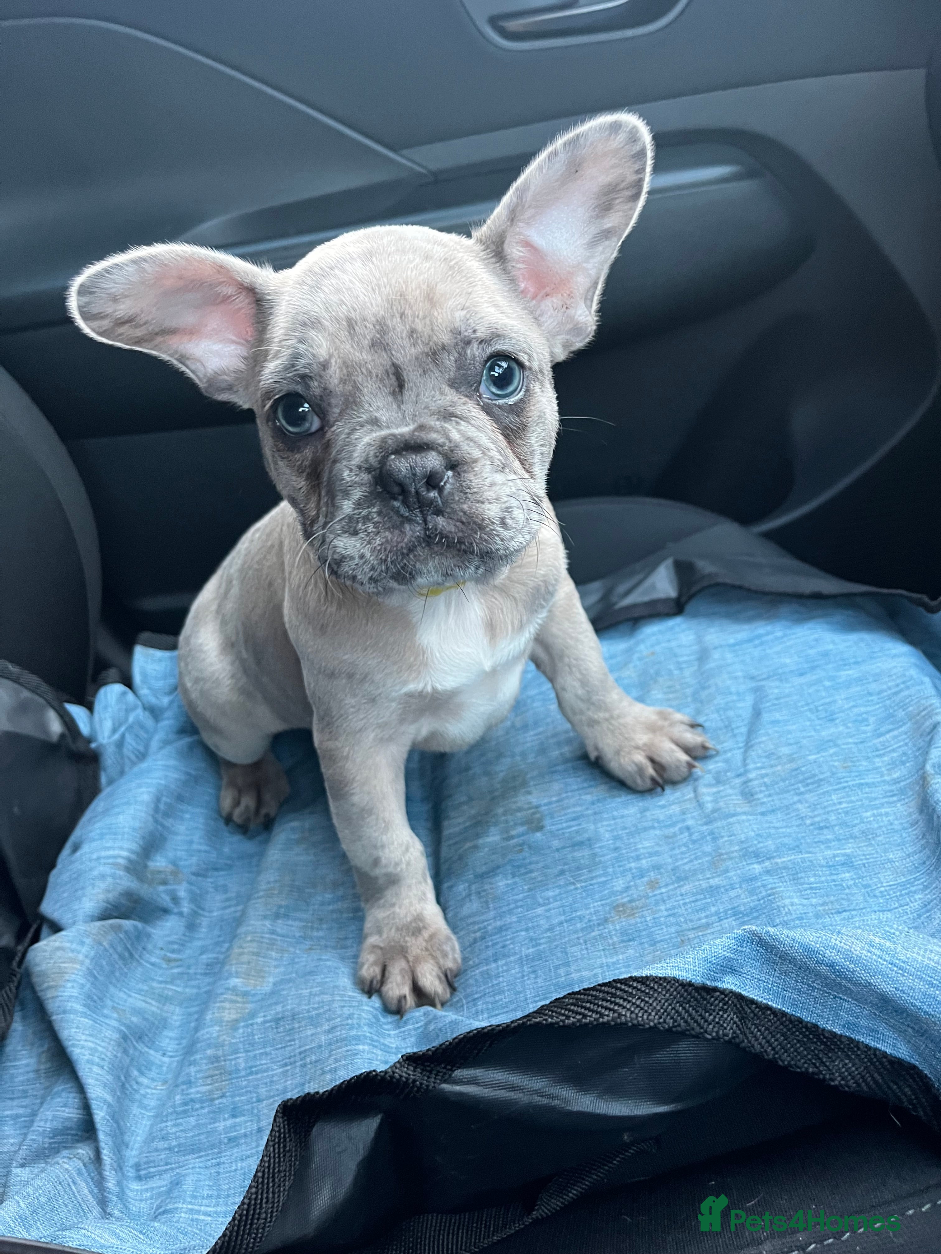 French Bulldog dogs French bulldog puppies - Advert 12