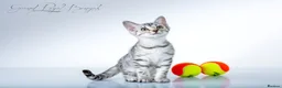 Bengal cats for sale: Rare Silver Bengal Kittens – Boy & Girl Available - Advert 8