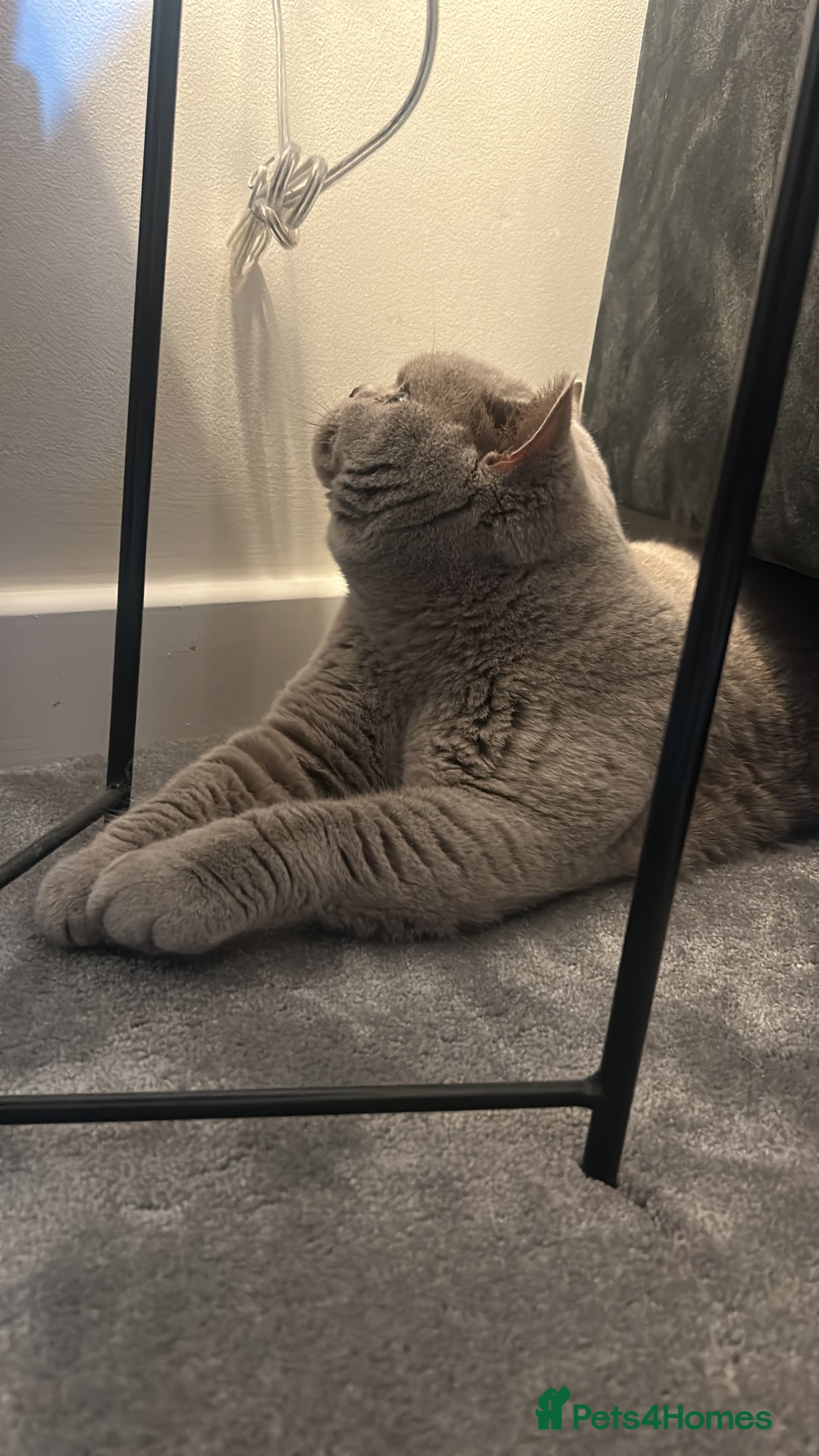 British Shorthair cats for sale: Lilac male available  - Image 2