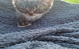 Mixed Breed cats for sale: 2 kittens for sale. A beautiful boy and a girl - Image 11
