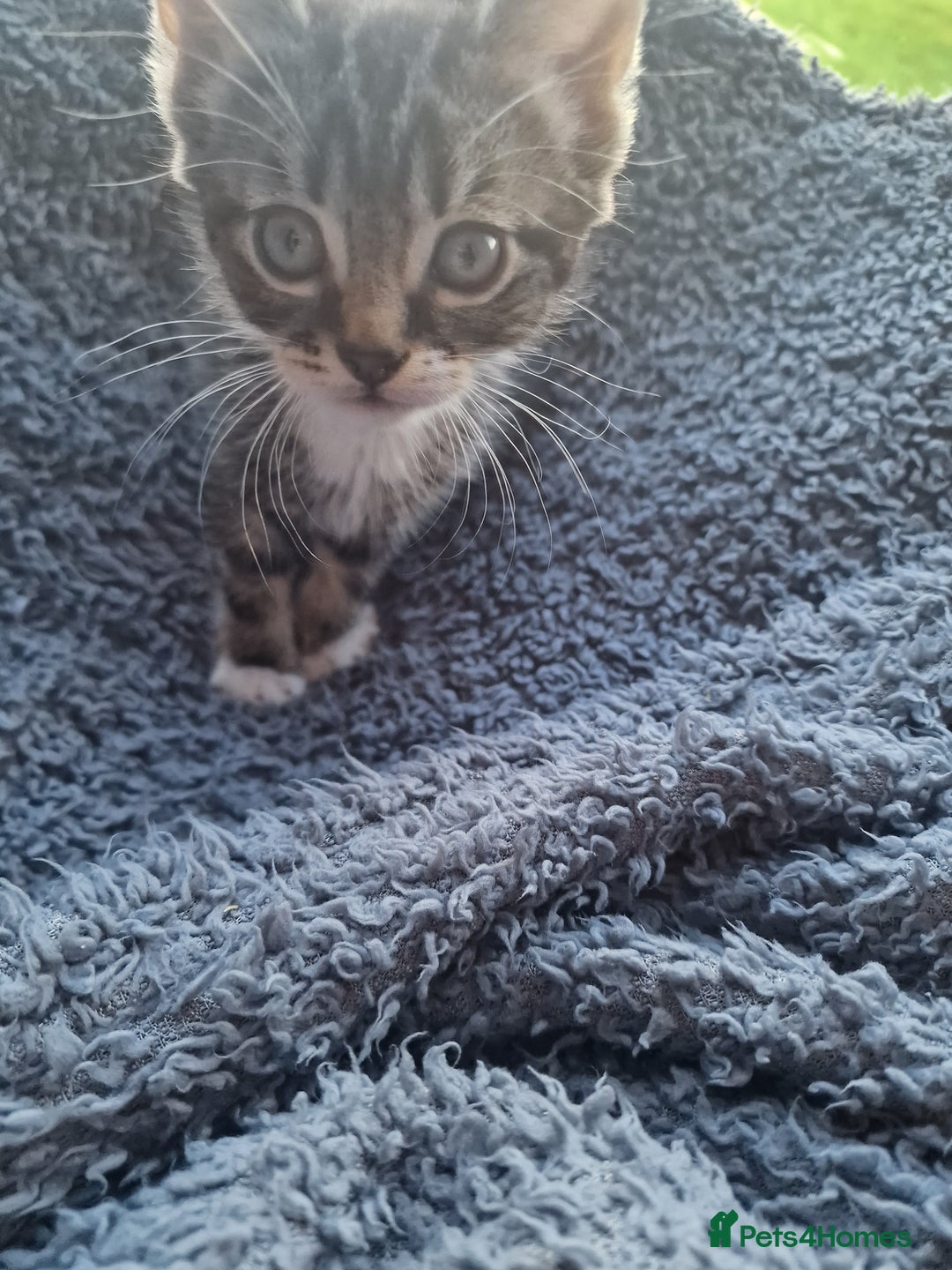 Mixed Breed cats for sale: 2 kittens for sale. A beautiful boy and a girl - Image 11