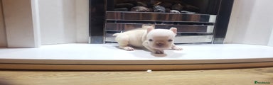 French Bulldog Puppy 2